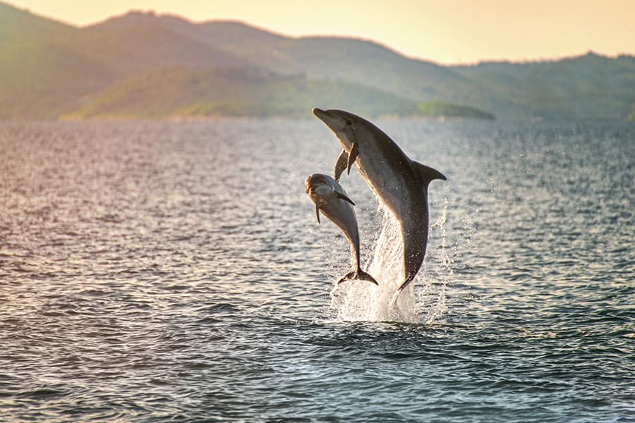 Avistamiento de delfines en Benalmádena