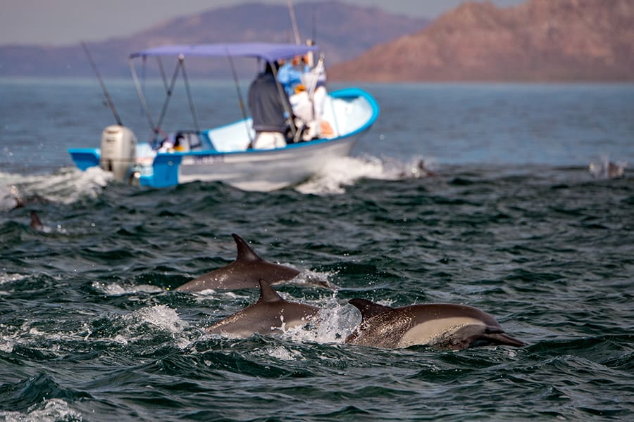Ver delfines desde un barco con patrón