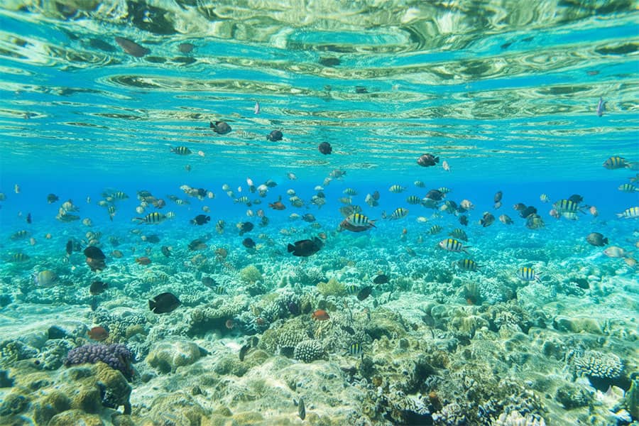 Vida marina en la costa de Benalmádena