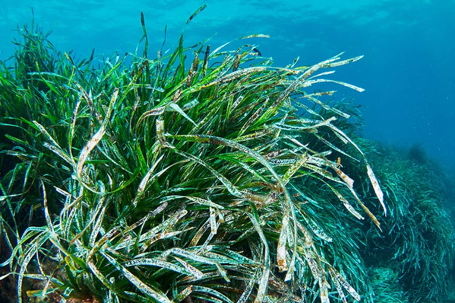 Praderas marinas de Posidonia